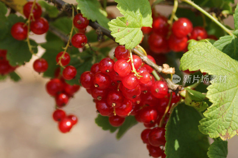 夏天的水果和蔬菜花园，在阳光下生长着红醋栗(ribes rubrum)，茎/叶上挂着一串串成熟的红色浆果，夏天的水果与醋栗/醋栗科有关